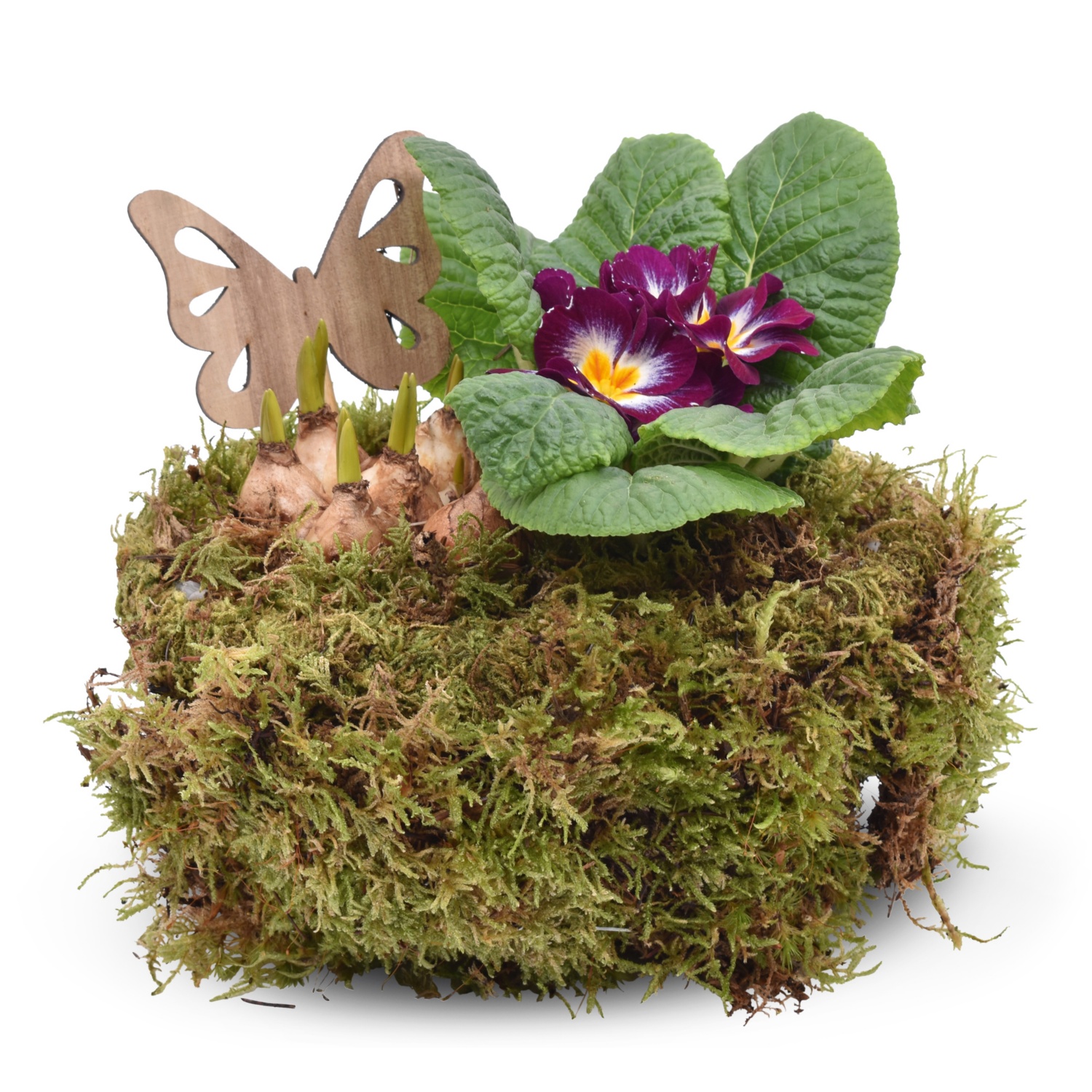 Bepflanzte Frühlings- und Valentinsarrangements