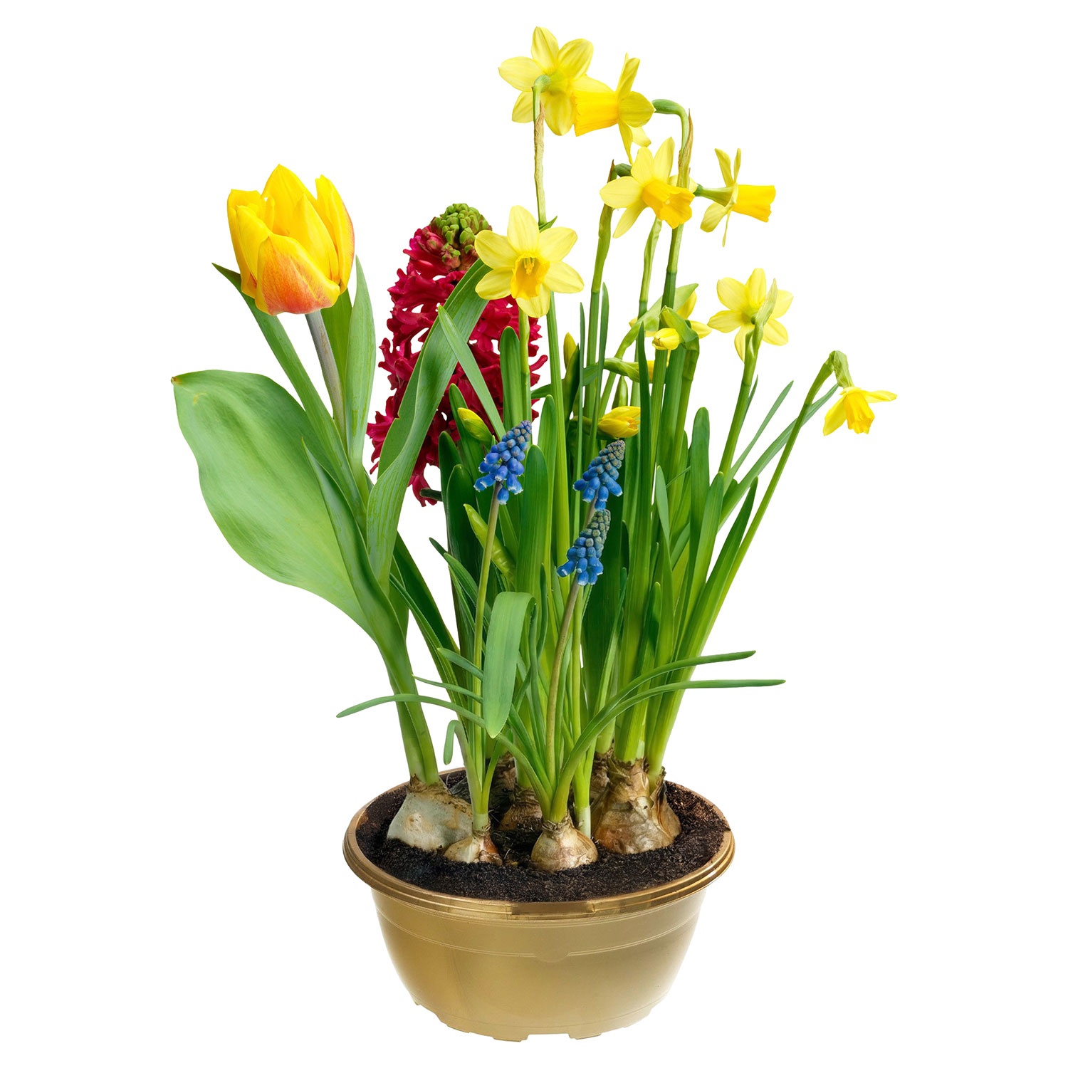 GARDENLINE Frühlingszauber Schale T16