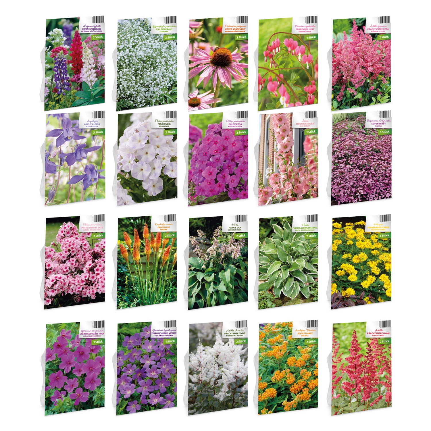 Blumenzwiebel Winterharte Stauden