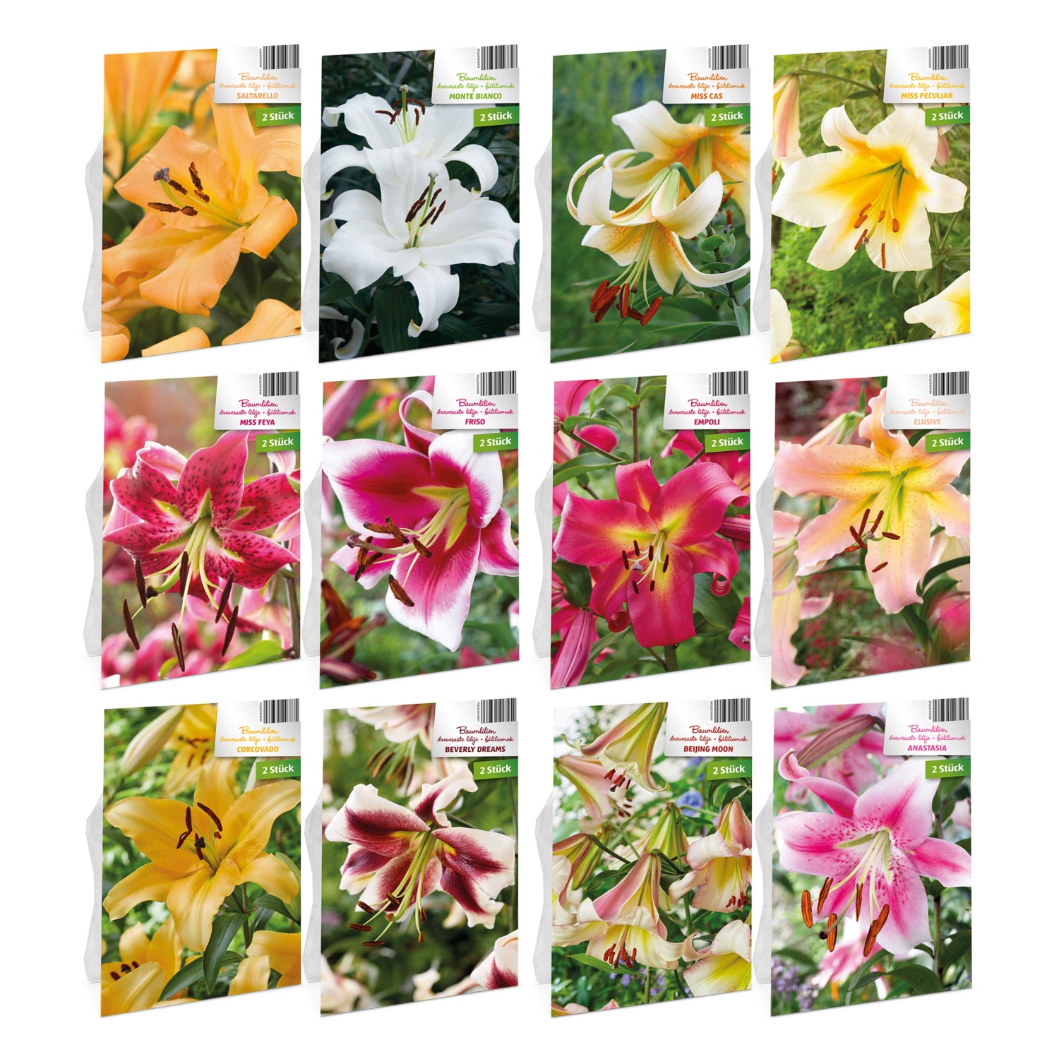 Óriásliliom-hagymák