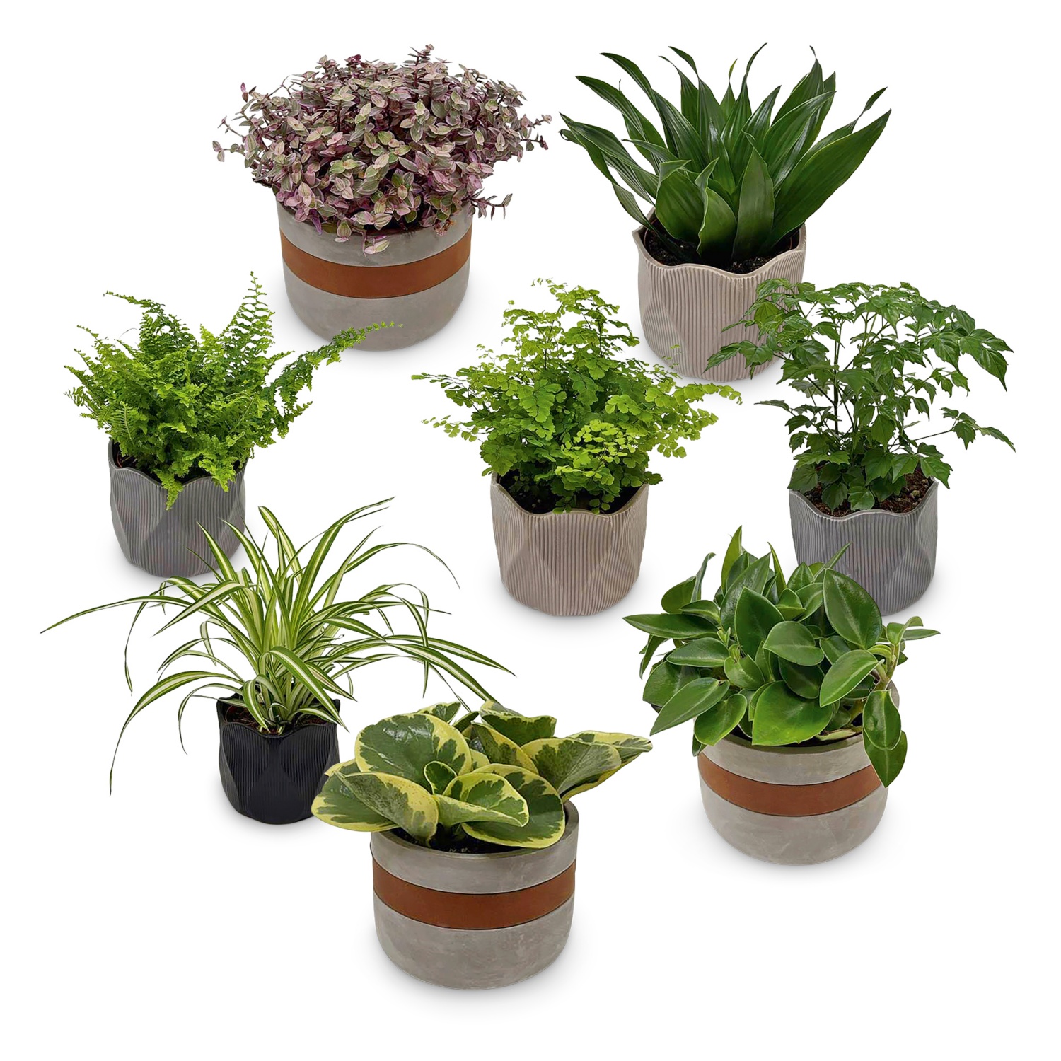 Plantes vertes tendance