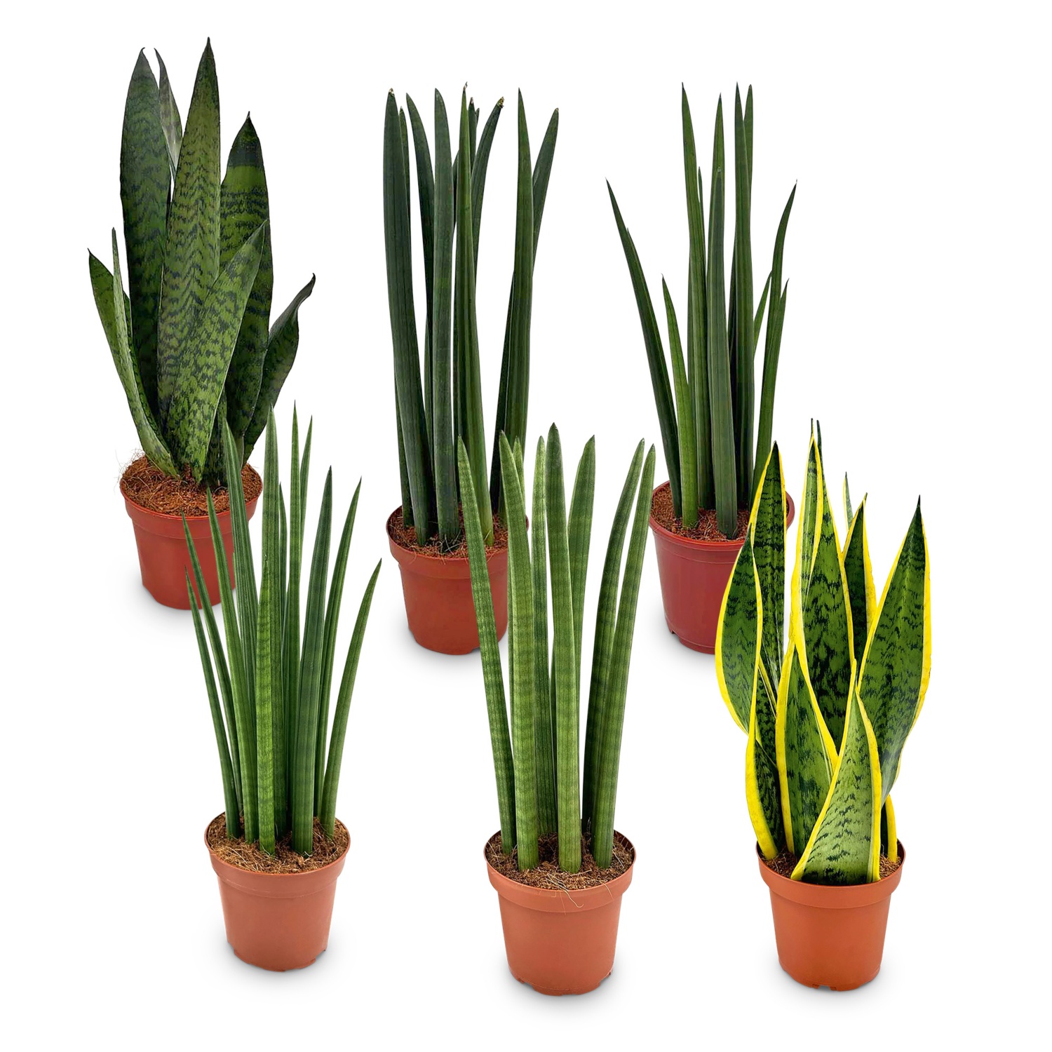 Plantes vertes tendance