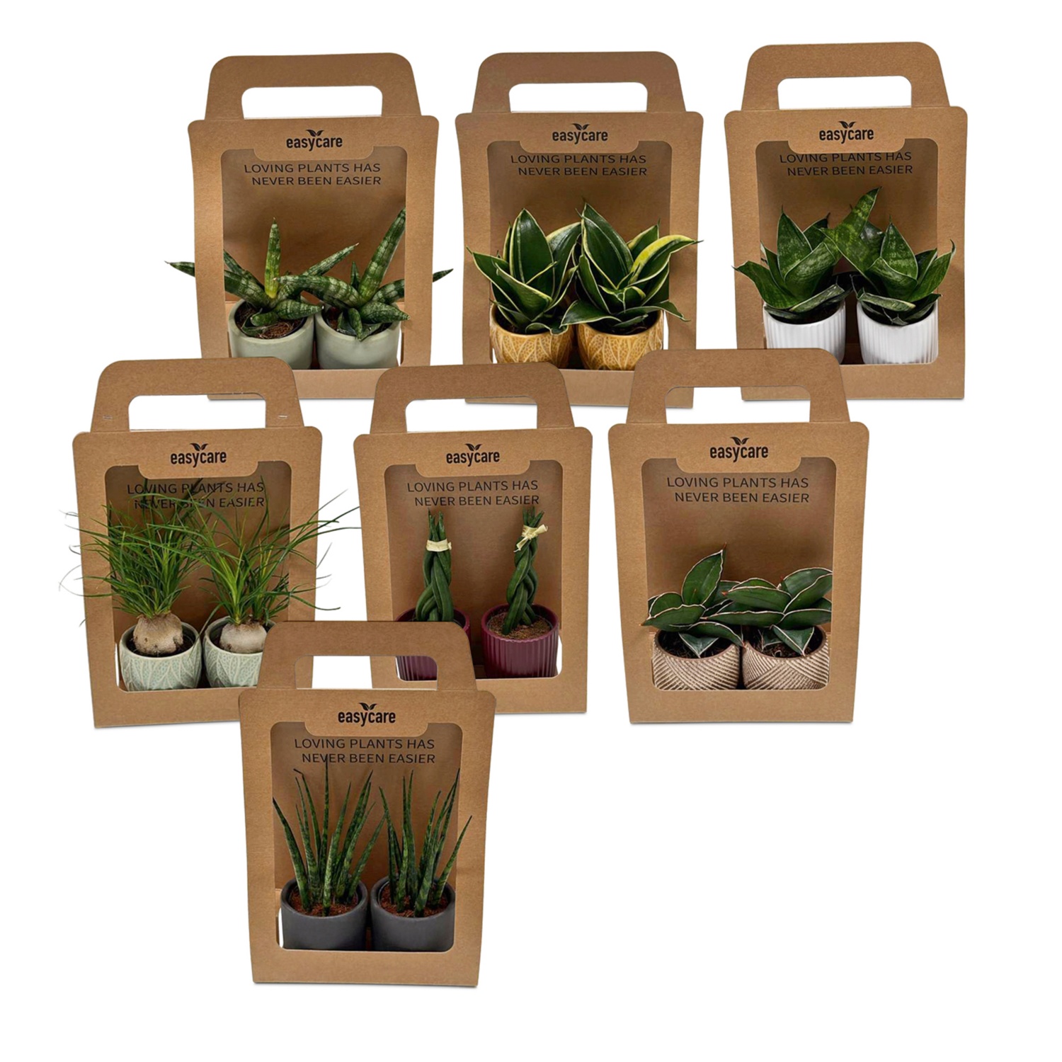 Plantes vertes tendance