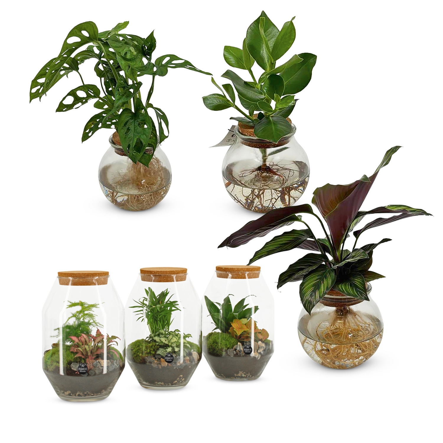 Plantes vertes tendance