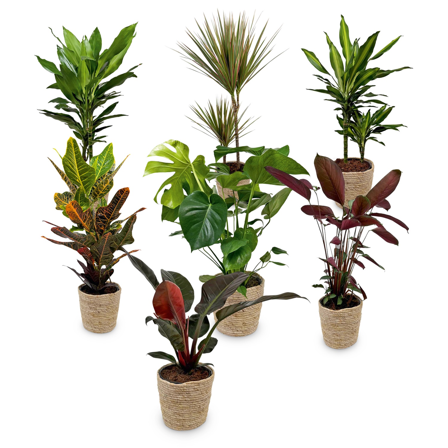 Plantes vertes tendance