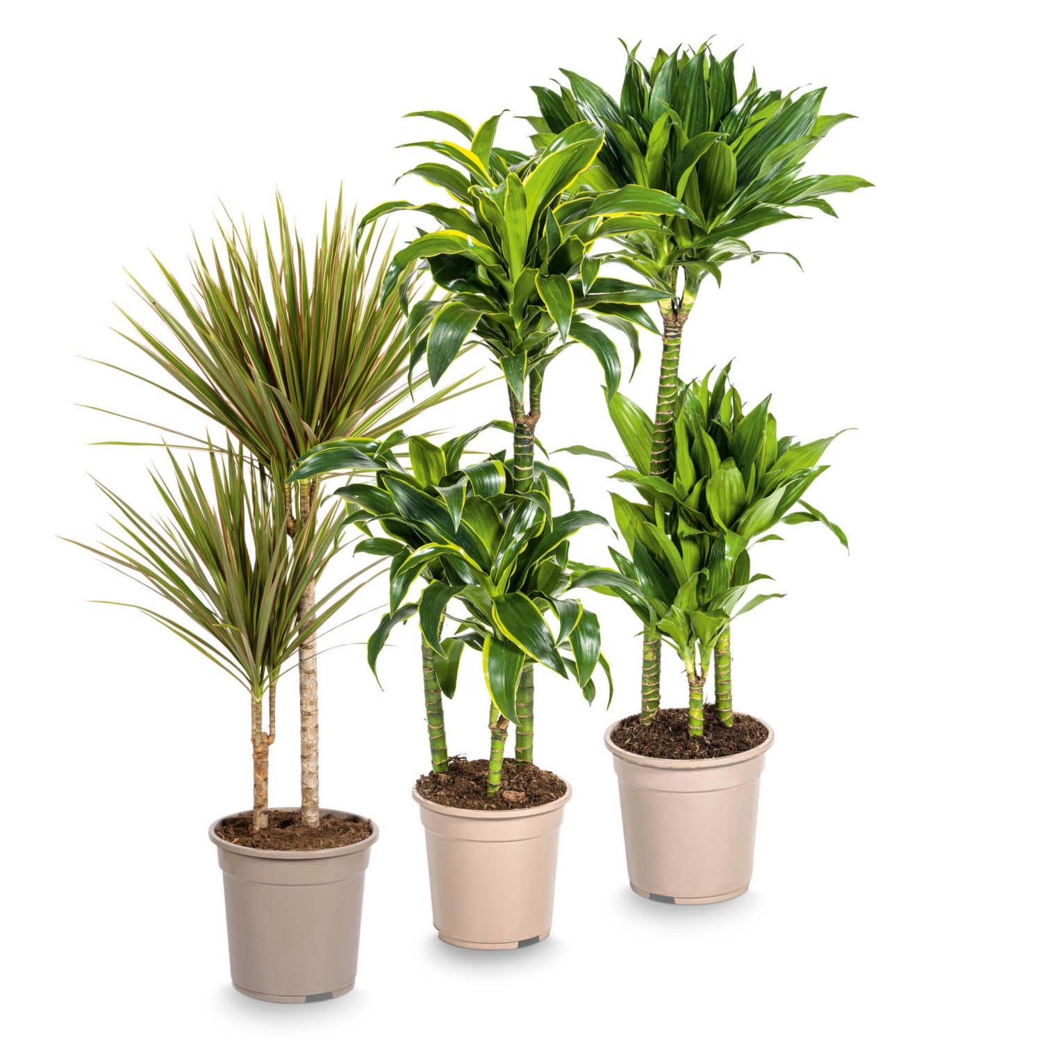 Különleges zöld szobanövény