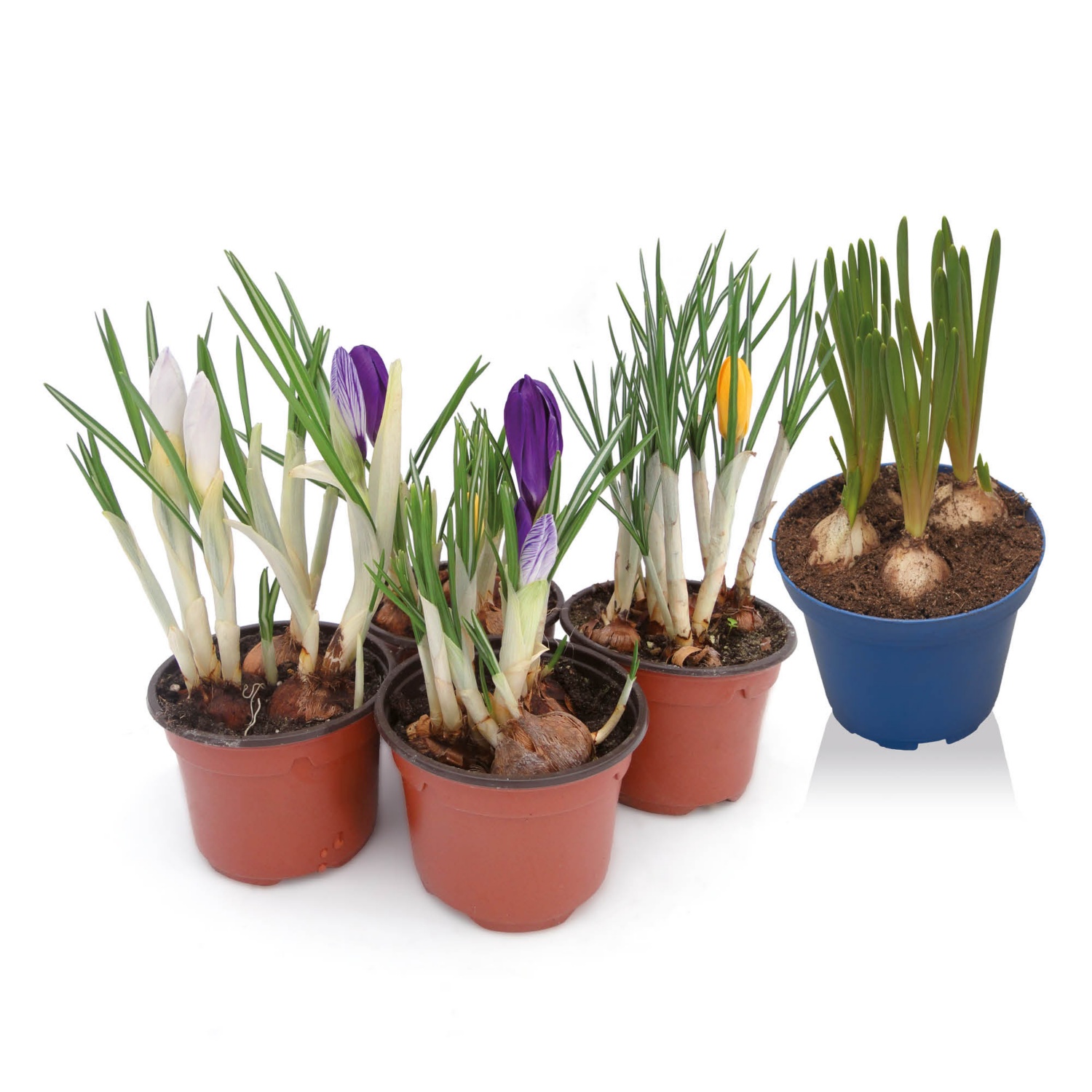 Krókusz vagy gyöngyike