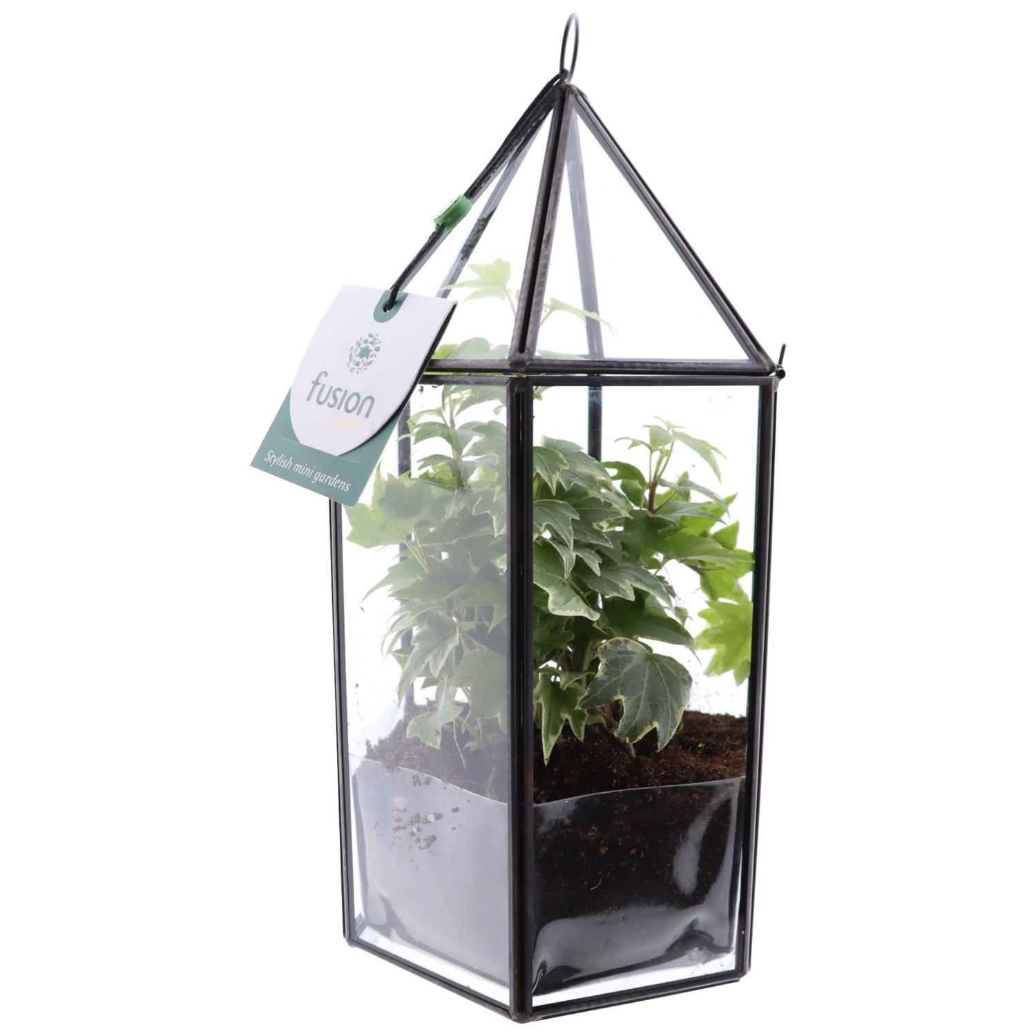 GARDENLINE Arrangement Green Home