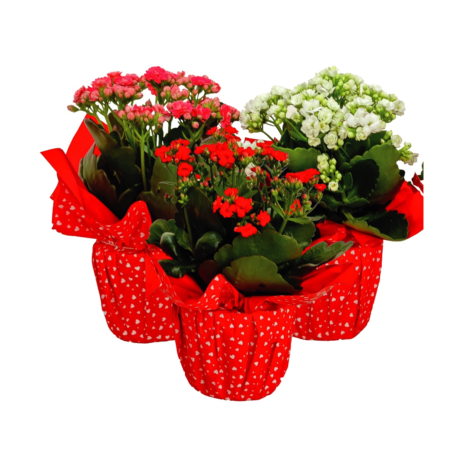 Kalanchoe