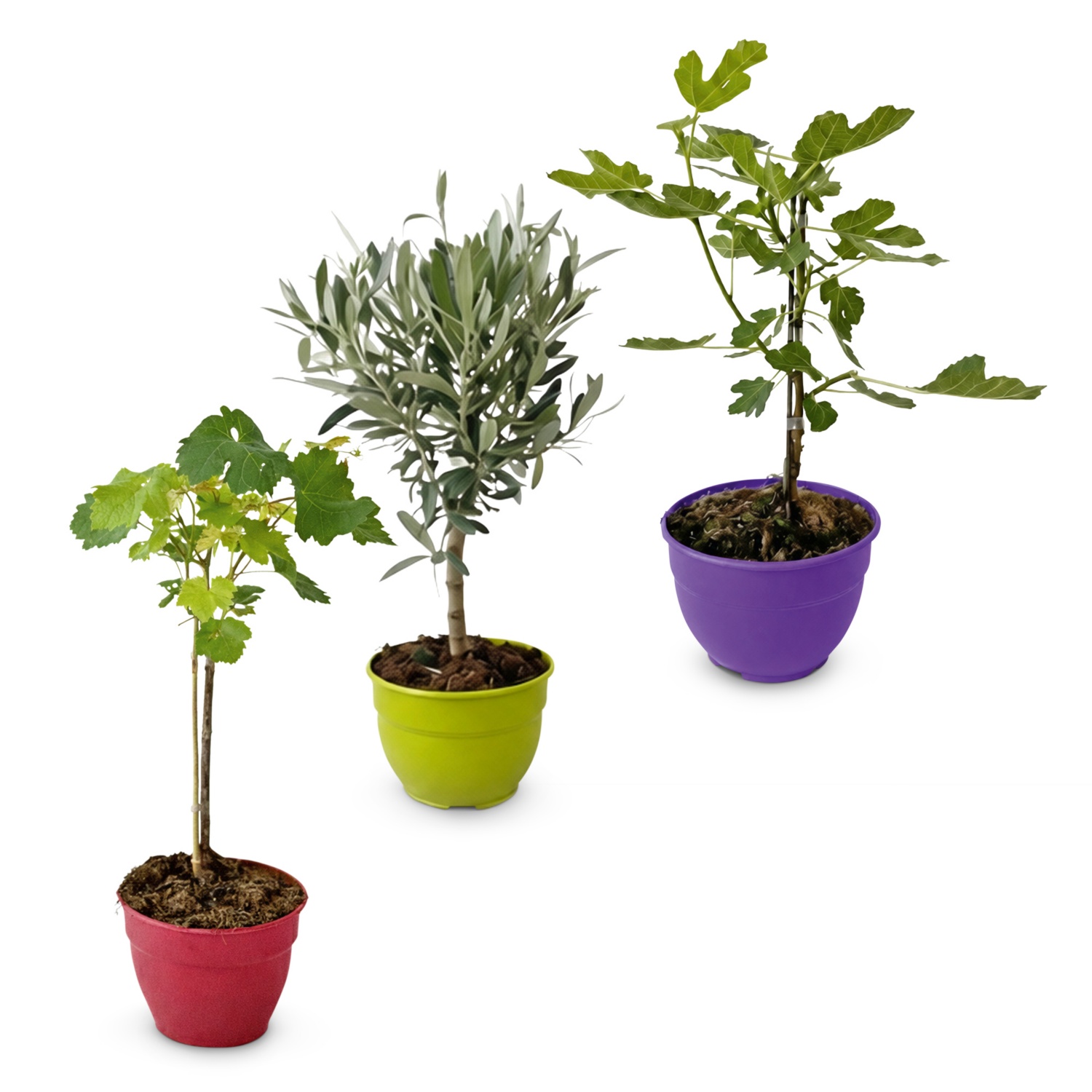 Fruchtgehölze Schalen