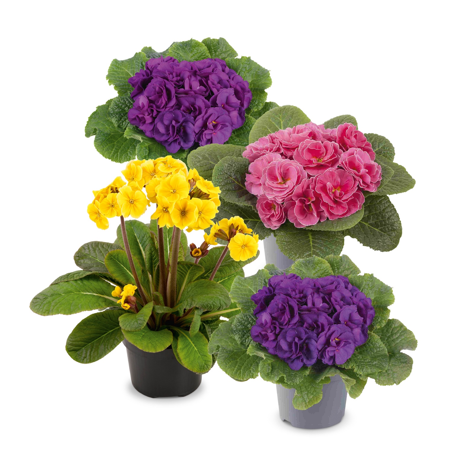 Különleges primula