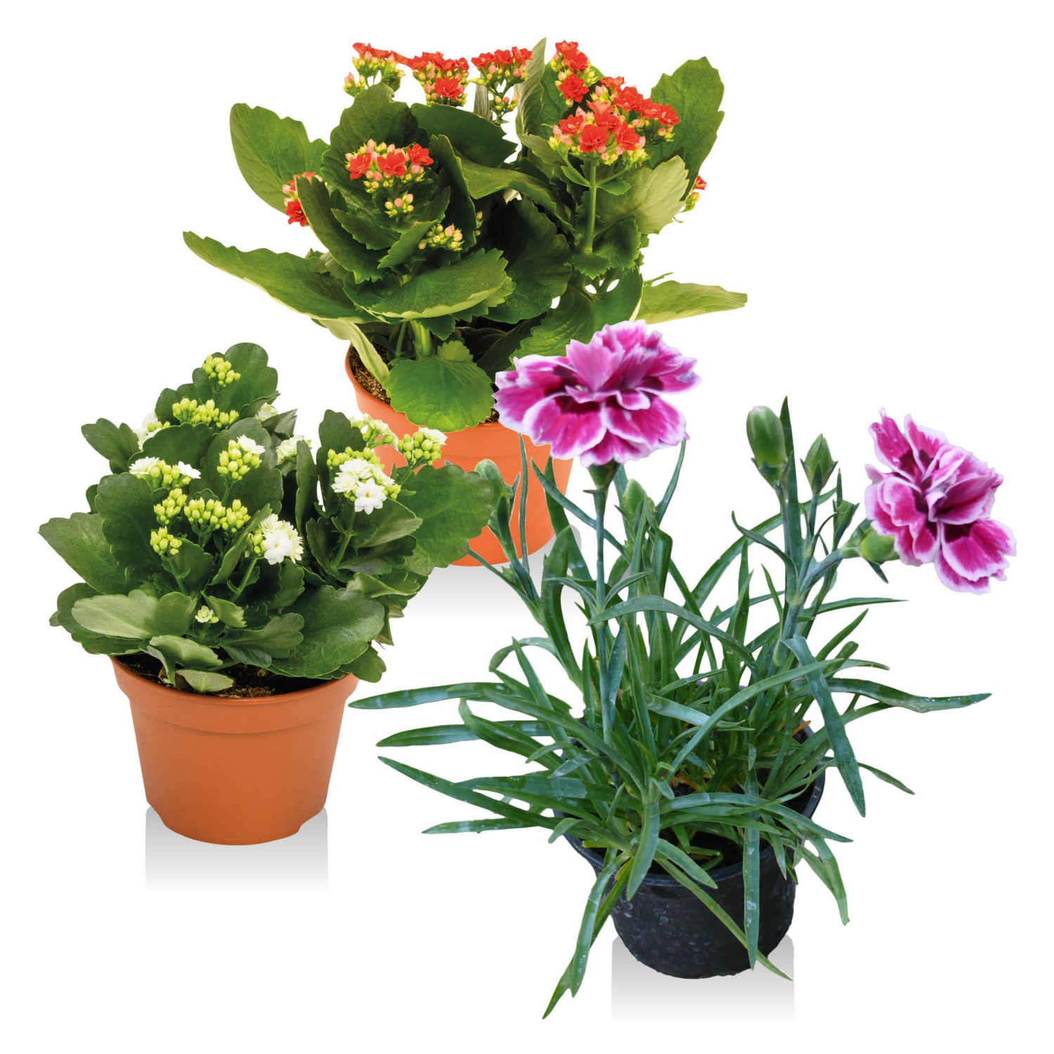 Nőnapi mininövény