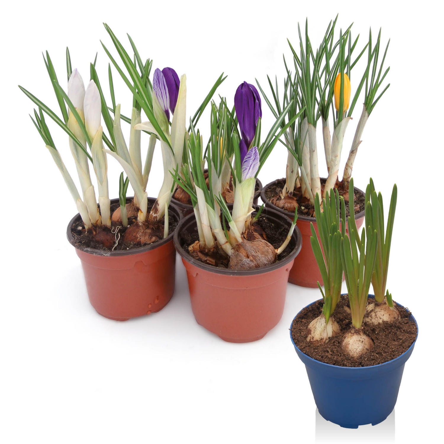 Krókusz vagy gyöngyike