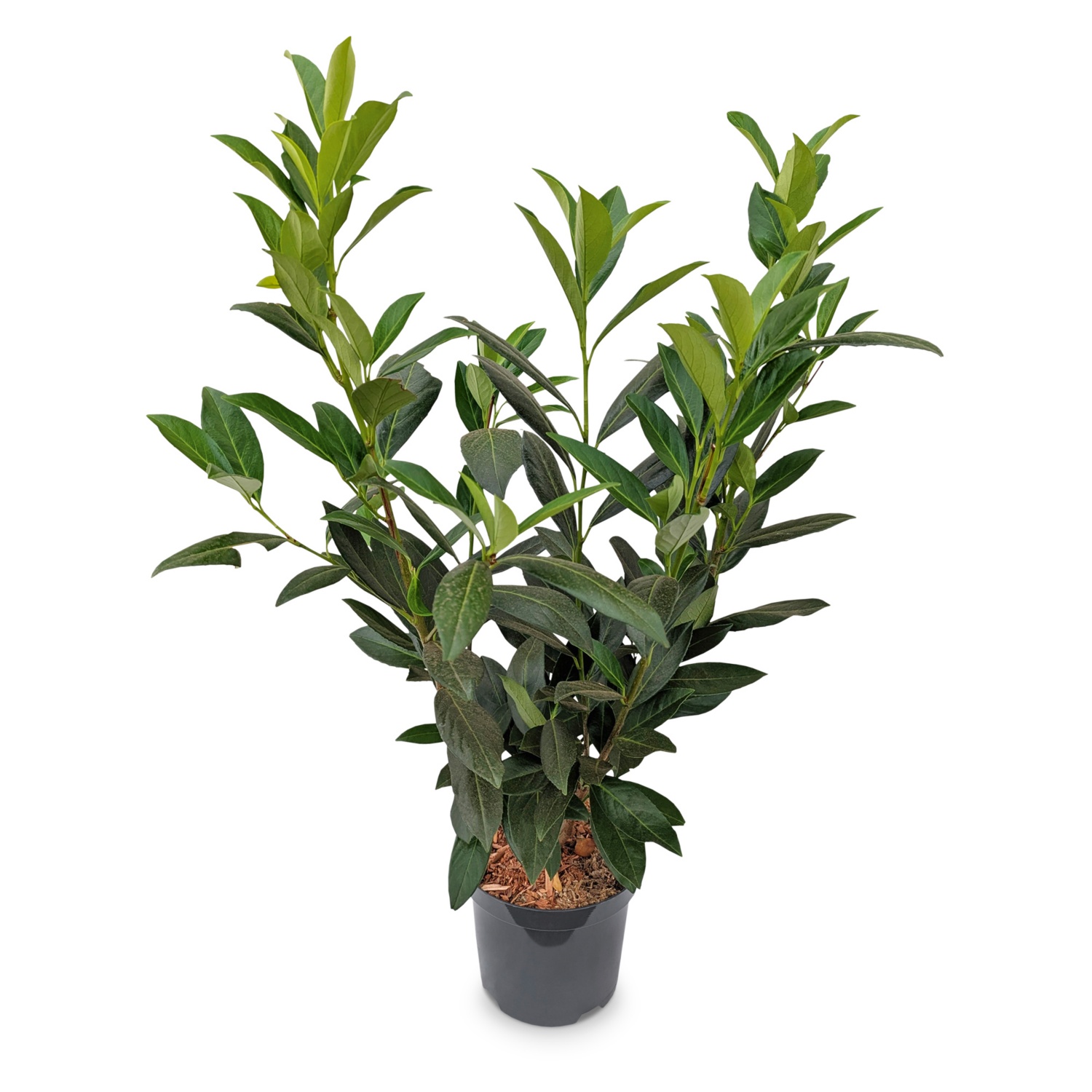 Kirschlorbeer aus Österreich