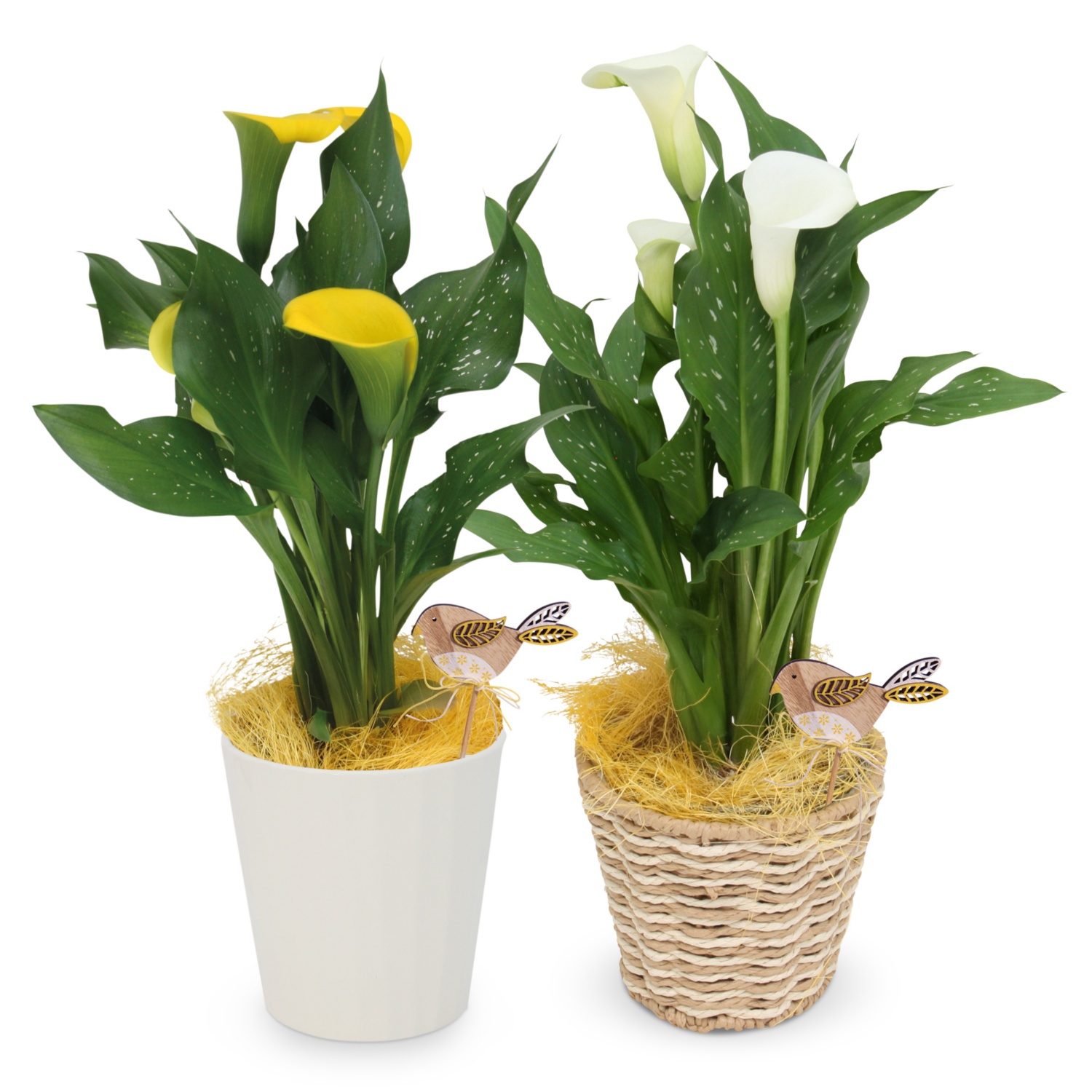 Calla im Übertopf