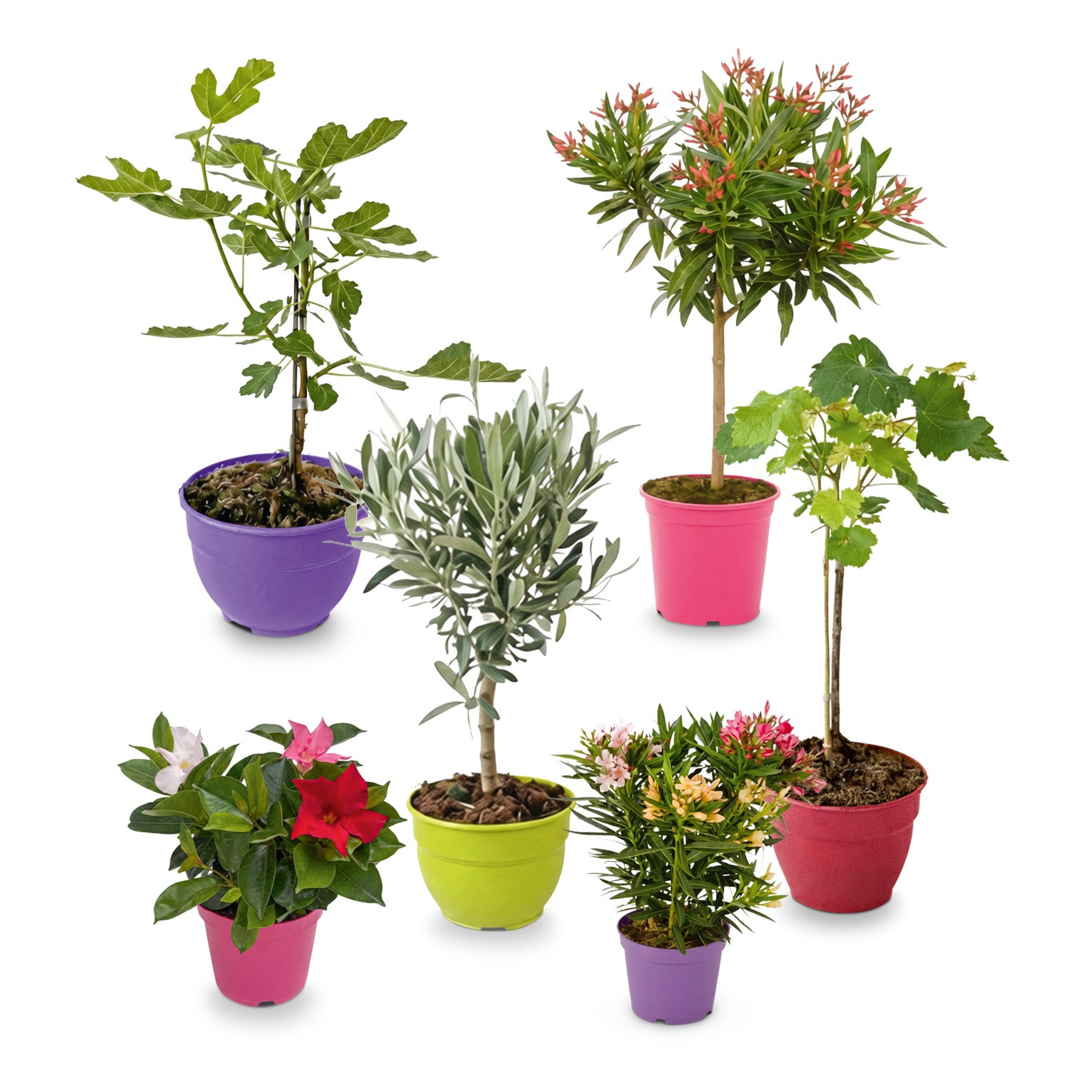 Oleander Stämmchen/Busch Trio