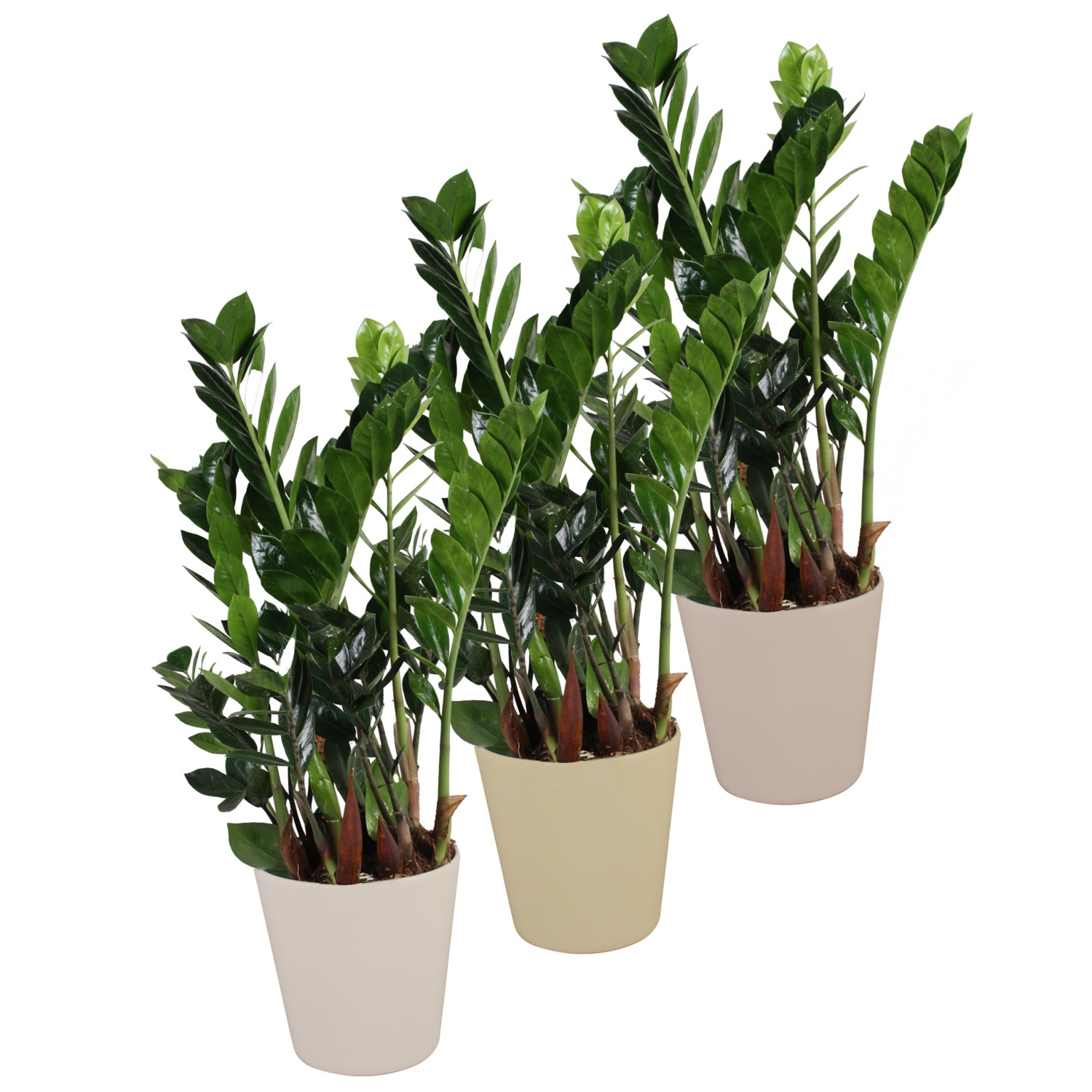 GARDENLINE Zamioculcas zamiifolia