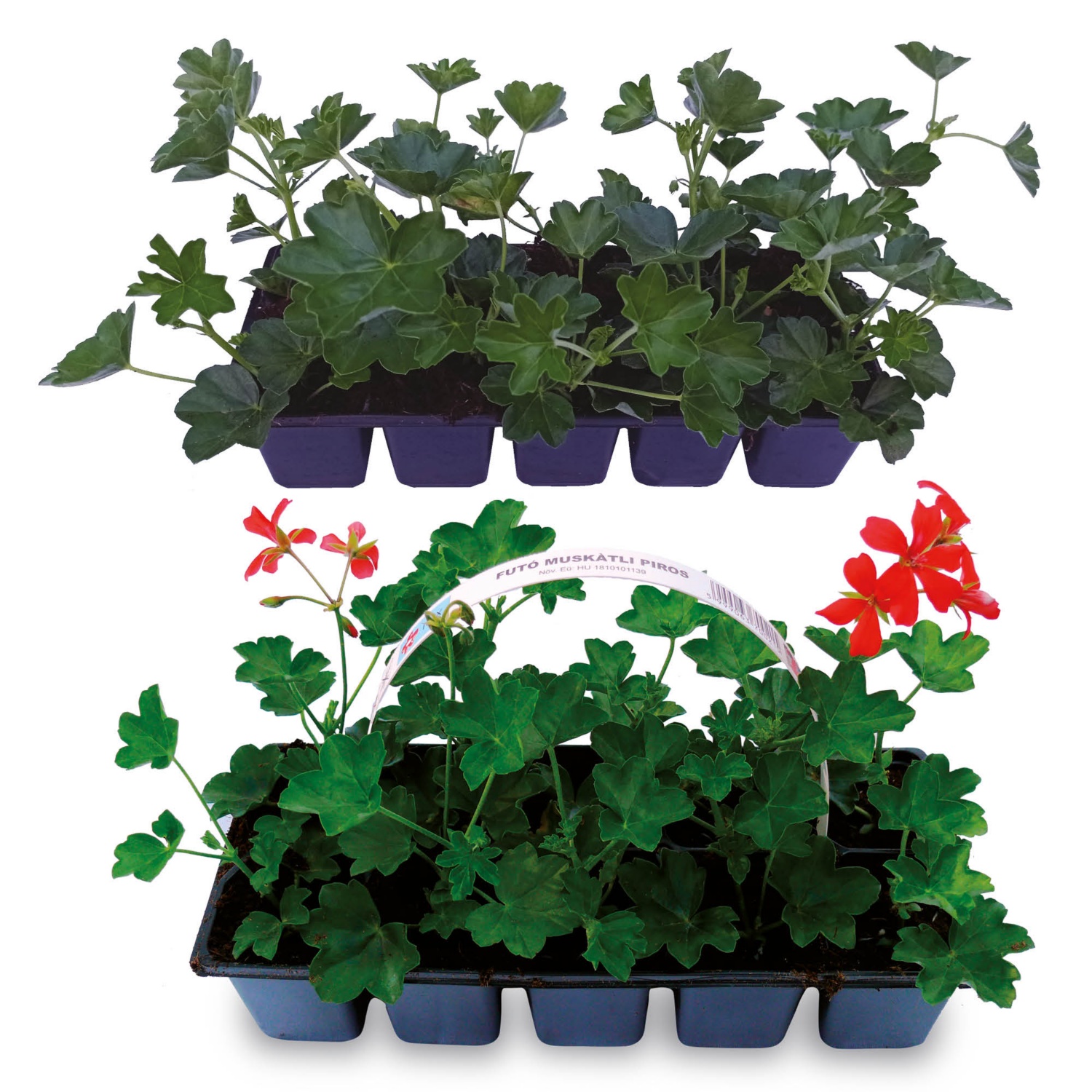 Futómuskátli, 10 darab