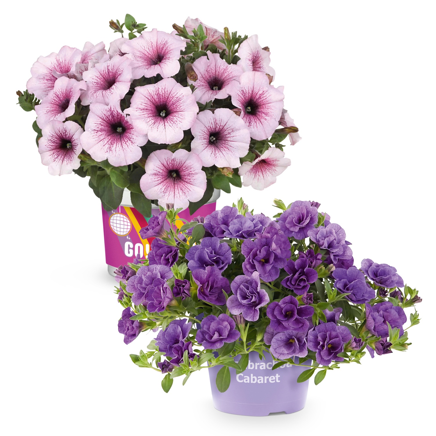 Beet-/Balkon-Blütenfeuerwerk*