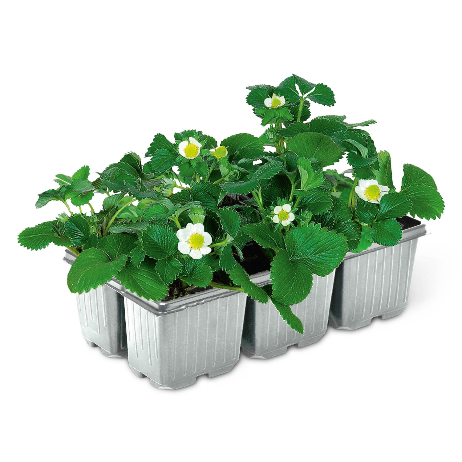 Eperpalánta, 6 darab