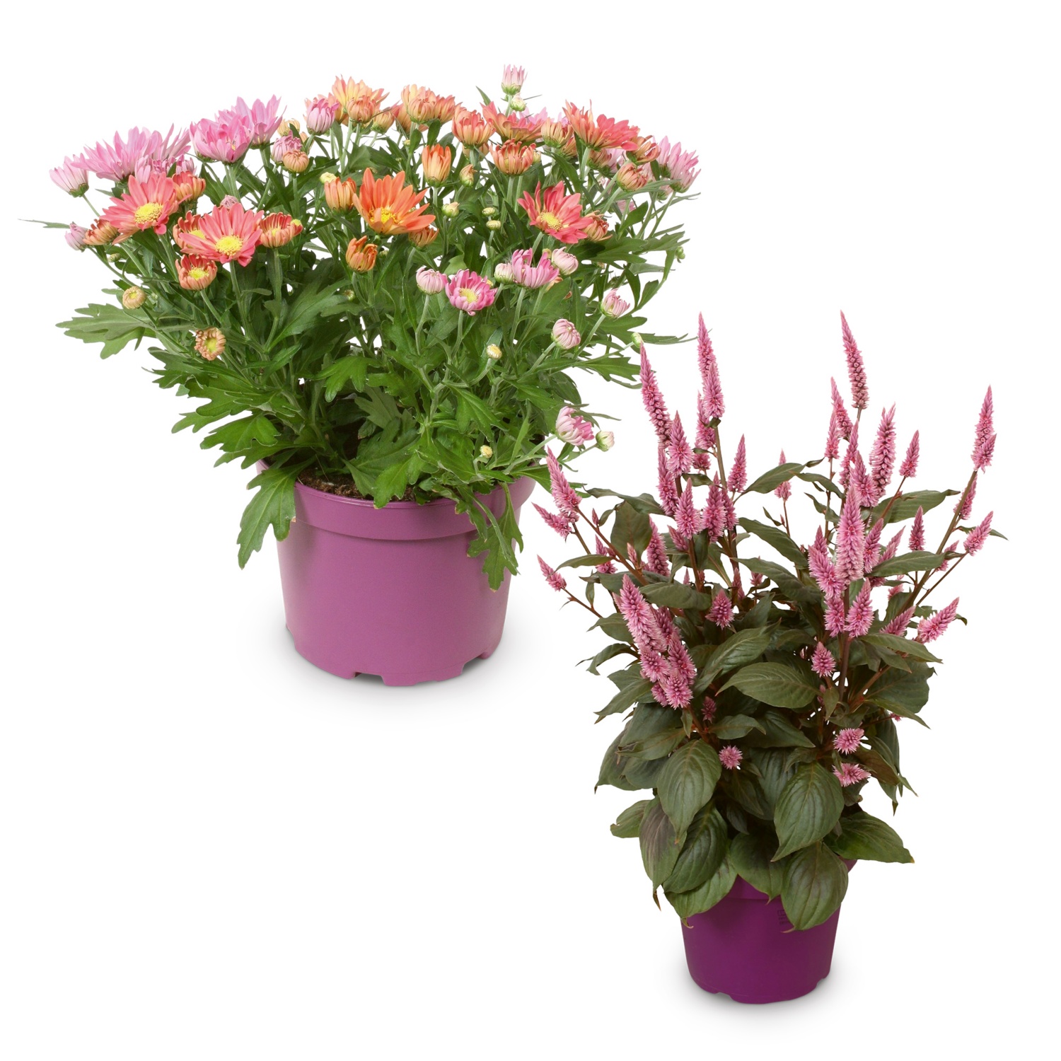 Blüh-/Terrassenpflanzen