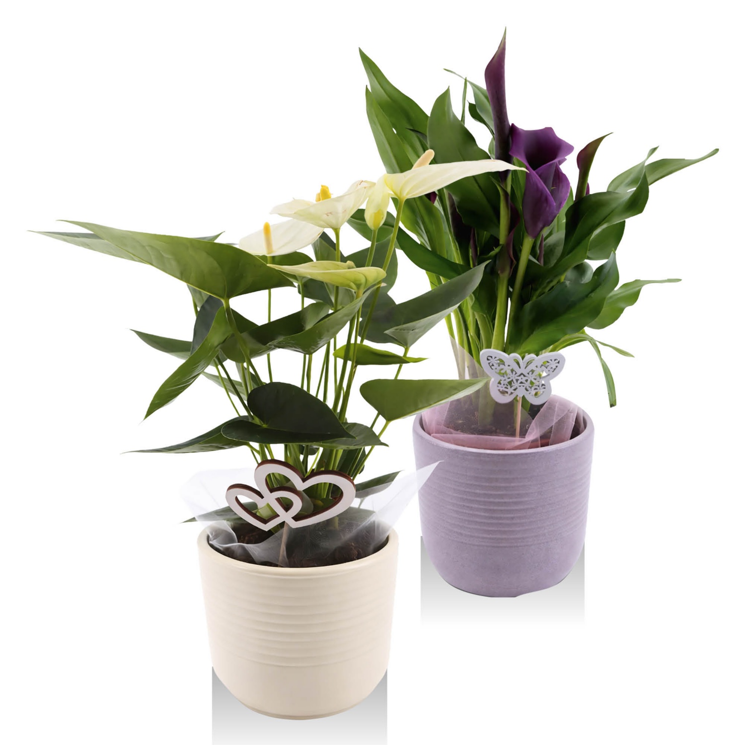 Anyák napi szobanövény