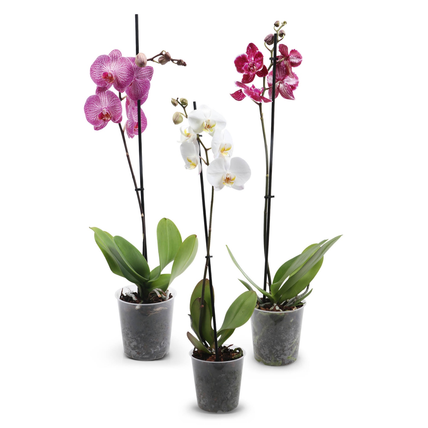 Orchidea