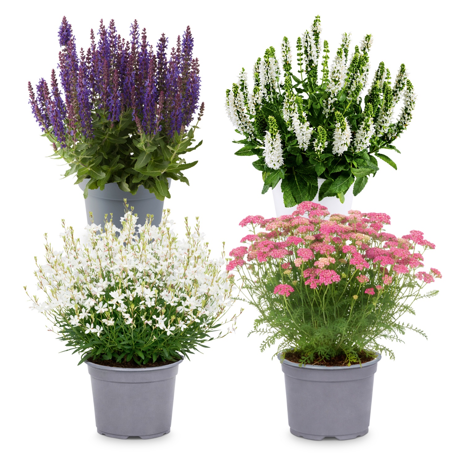 White and Violet Garden*