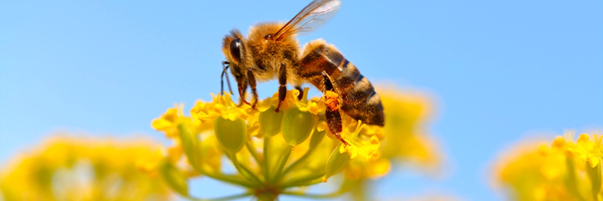 Imker beobachtet Bienen beim Bienenstock