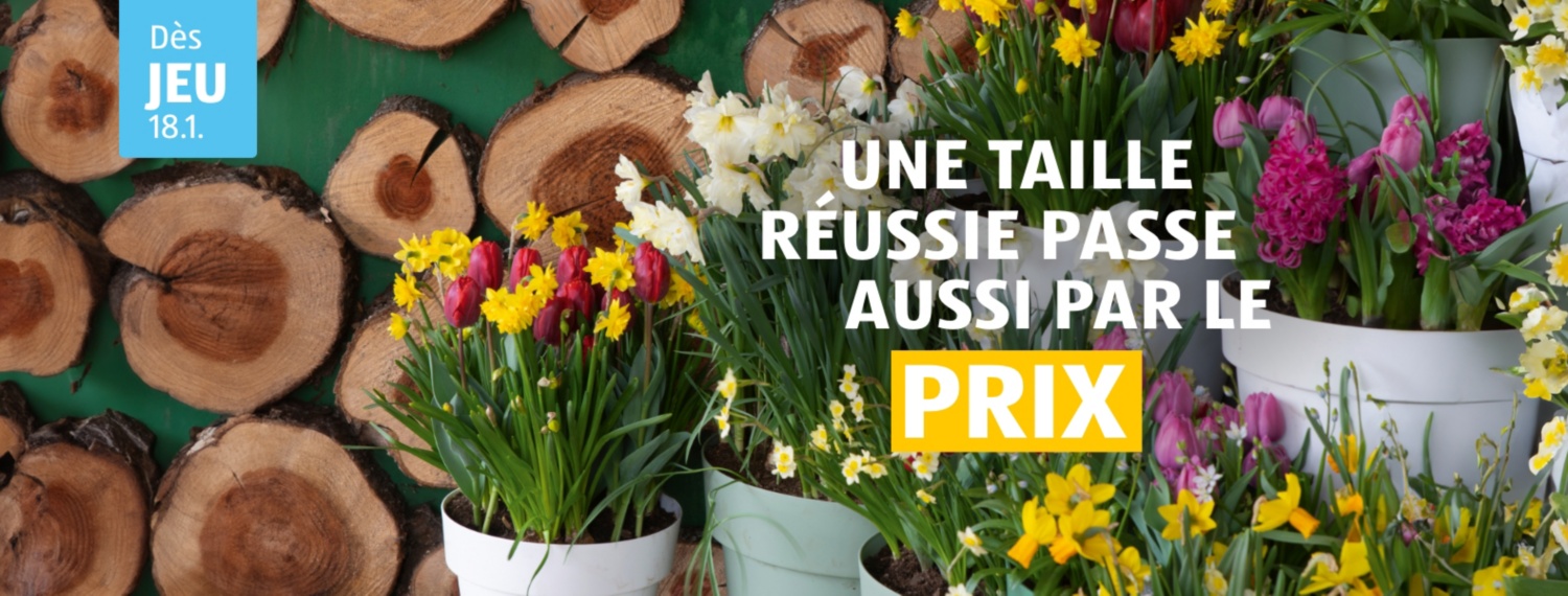 Plantes
