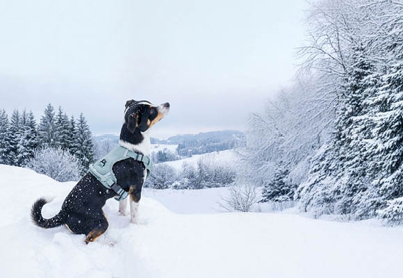 ALDI - Ajánlatok 2025.12.28., vasárnaptól