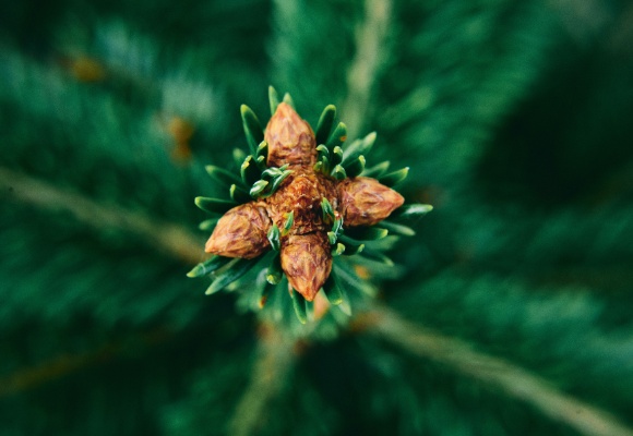 Für ein besseres Klima: ALDI forstet den Wald auf