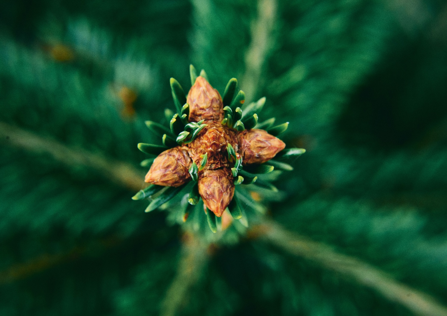 Für ein besseres Klima: ALDI forstet den Wald auf