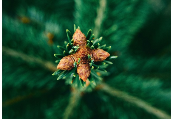 Für ein besseres Klima: ALDI forstet den Wald auf