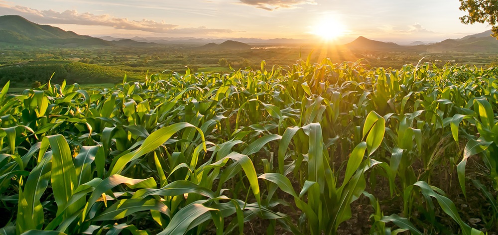 Scegliamo la lettiera: minerale o biologica? - Agricommercio e Garden Center