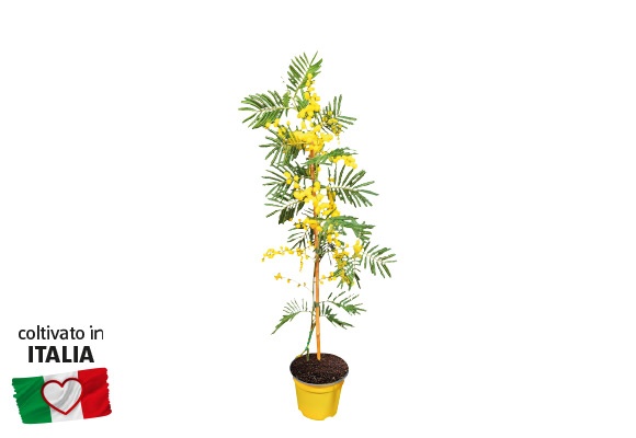 Alberello di mimosa