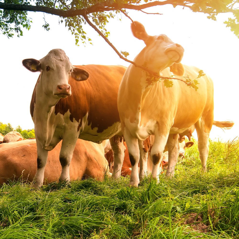 Cosa si intende per allevamento BIO