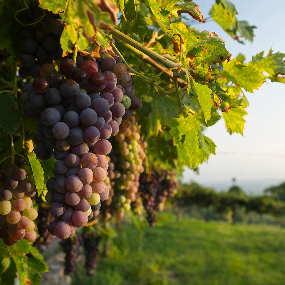 Le migliori annate dell'Amarone della Valpolicella