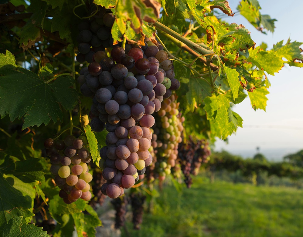 Le migliori annate dell'Amarone della Valpolicella