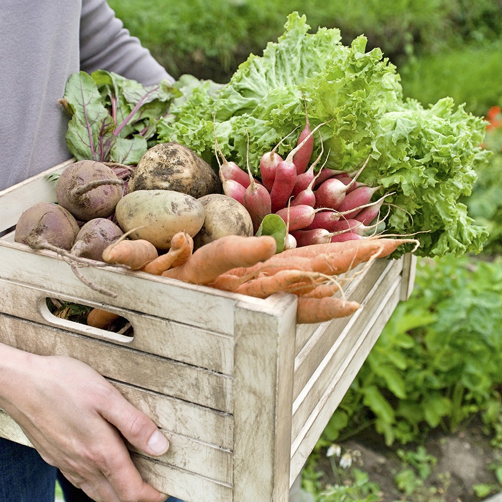 Cura di orti e giardini