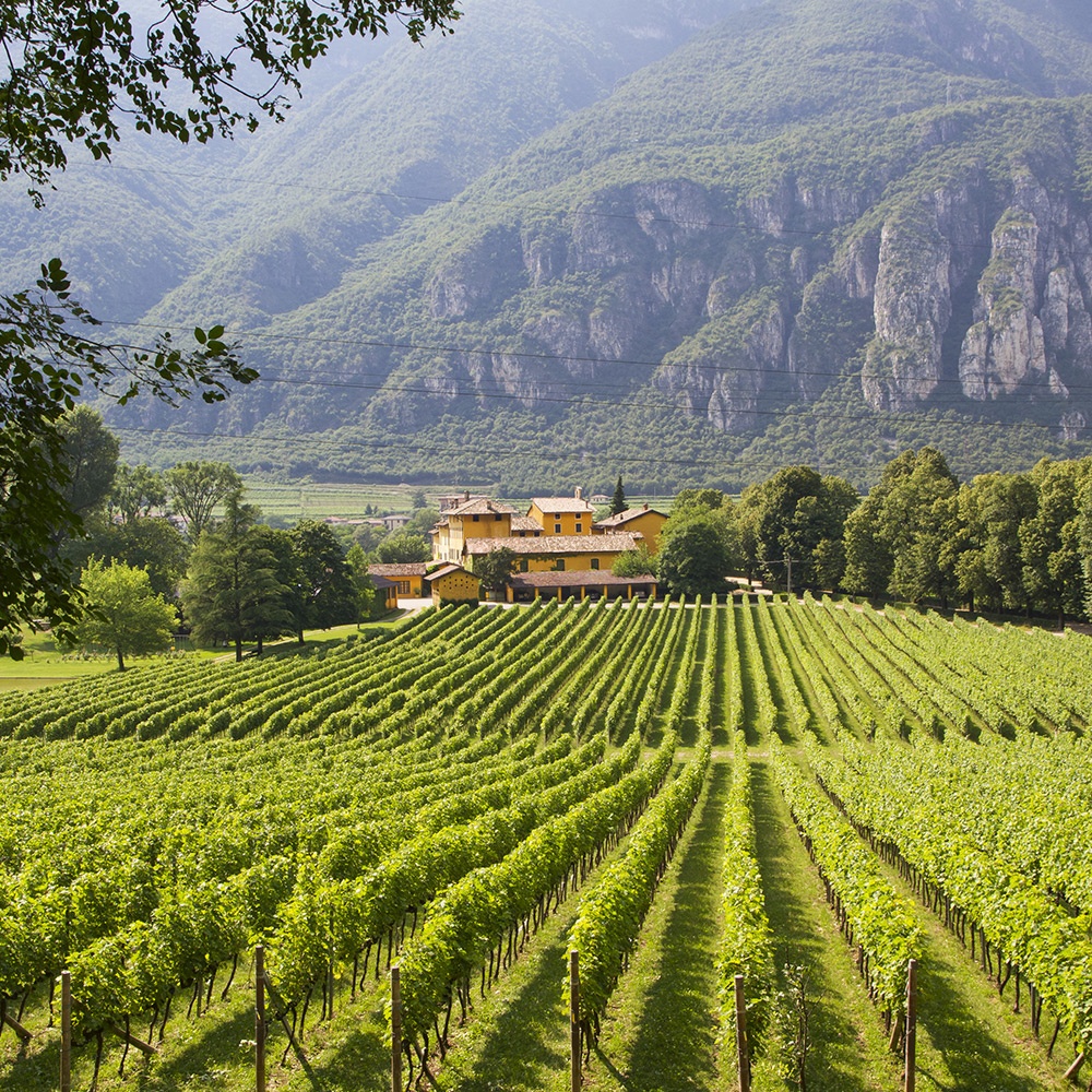 Le origini del Traminer aromatico