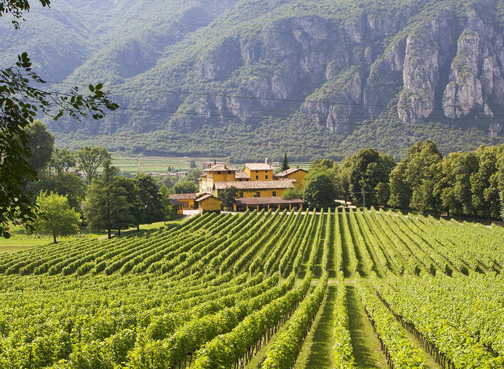 Origini vino traminer