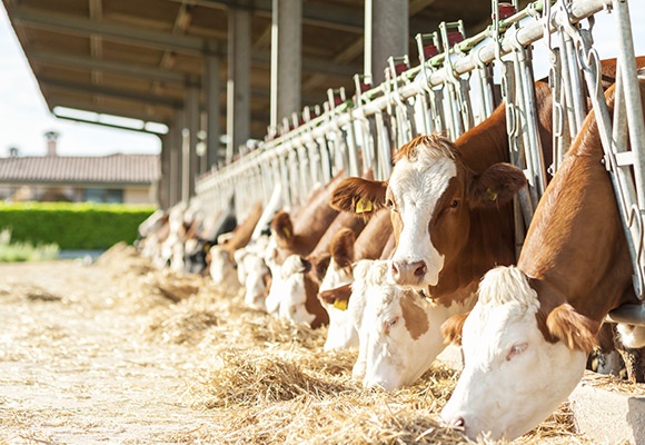 Linee guida per il benessere animale