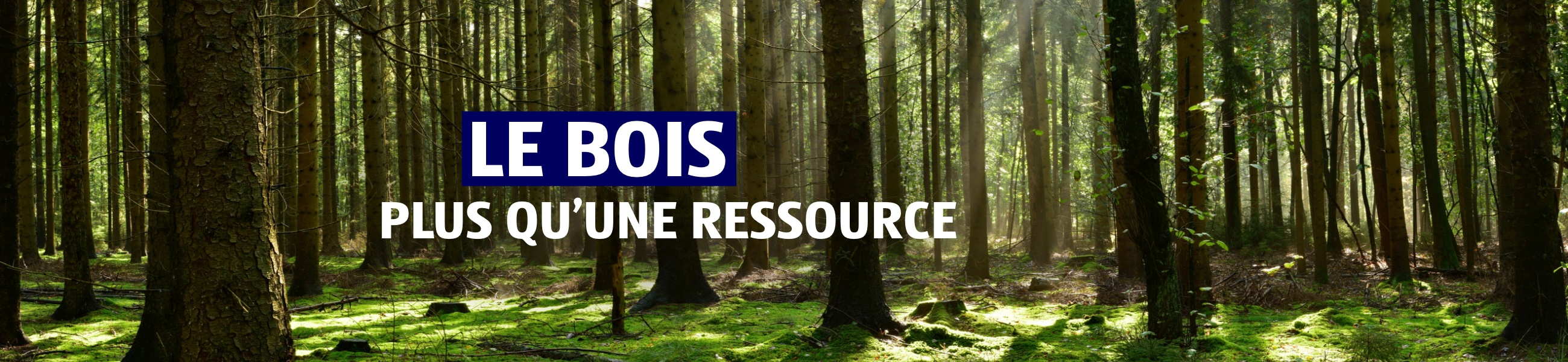 Responsabilité d’entreprise – Bois