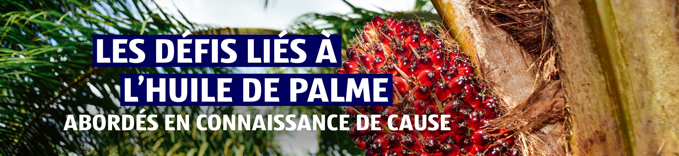 Responsabilité d’entreprise – Huile de palme