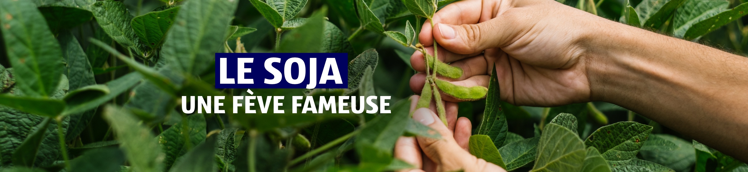 Responsabilité d’entreprise – Soja