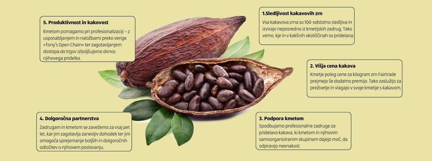 Fotografija prerezanega kakava s posušenimi zrni 