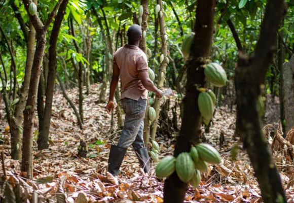 Moški v nasadu kakavovca