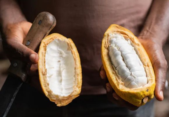 Odprt, svež sadež kakavovca v rokah moškega