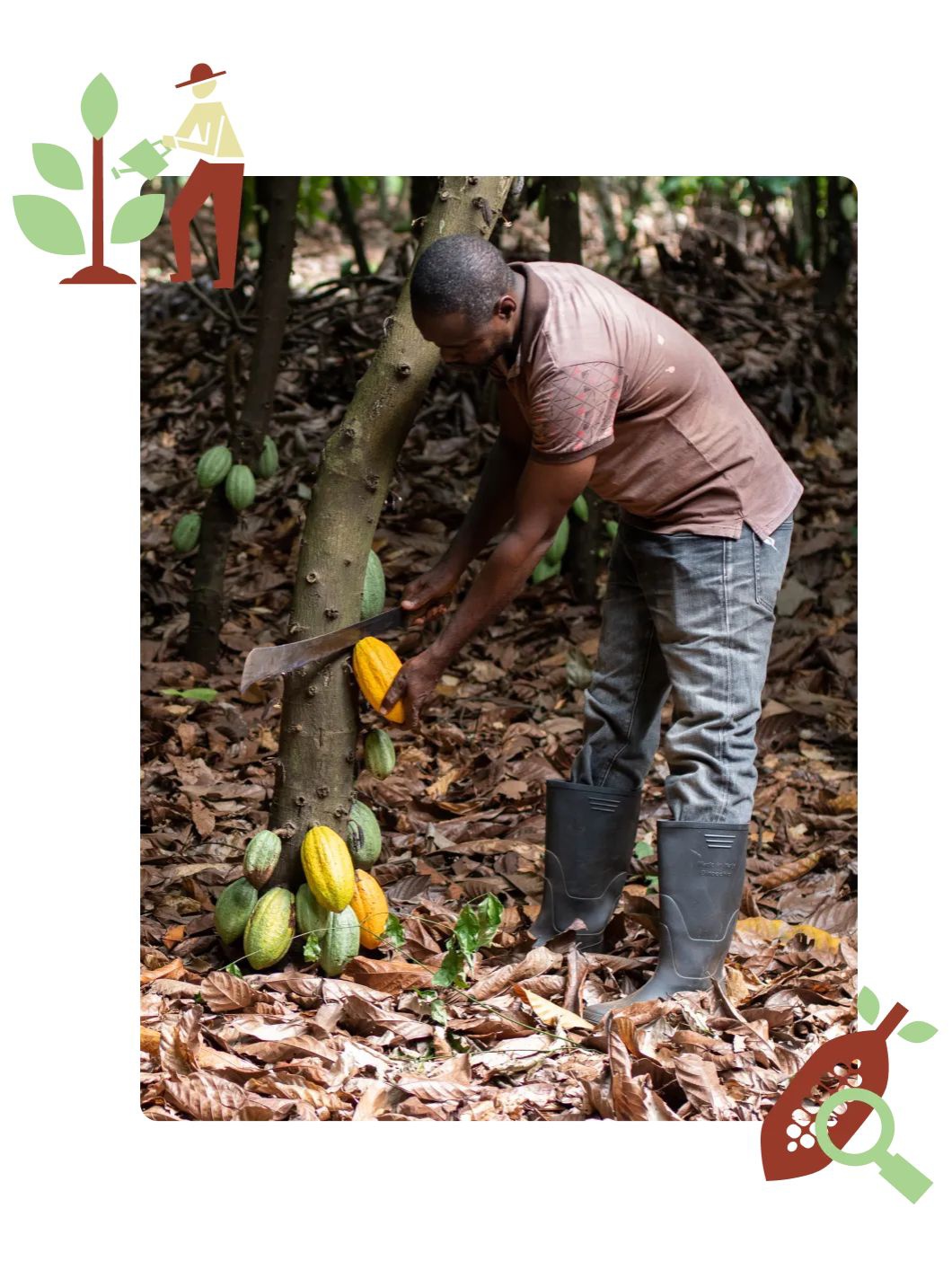 Moški, ki z mačeto seka sadež kakava z drevesa